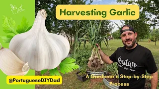 Harvesting Garlic: A Gardener's Step-by-Step Process