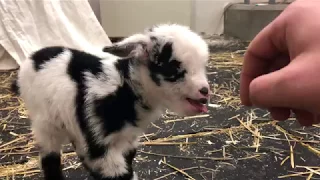 Baby goat making the cutest noise