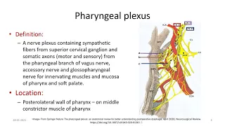 PHARYNGEAL PLEXUS: Anatomy