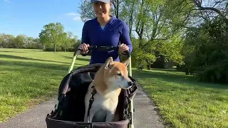 прогулочная коляска для собак