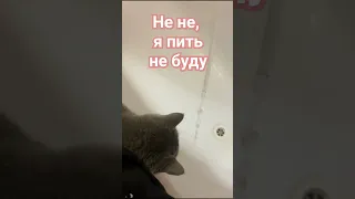 Бетти Смешные котики🐱 #смешныекоты #funny #funnyvideo