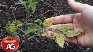 LEAVES YELLOW IN TOMATOES? EVERYTHING IS FIXED IN THE MOMENT