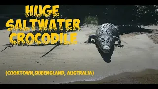 Massive Crocodile disturbed