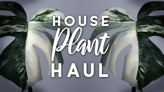 Plant Haul! | Variegated Monstera & Hanging Plants!