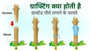 What is Grafting and Benefits of planting grafted plants, ग्राफ्टिंग क्या होती है#plantforhomegarden