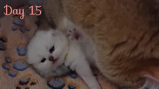 Kittens Are So Cute! (15 Days After Birth) British shorthair