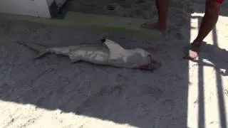 Dead Shark at Clearwater beach