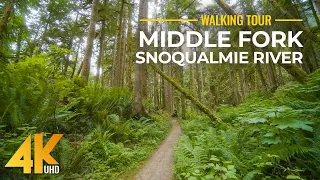 4K Forest Walk along Middle Fork Snoqualmie River Trail - Hiking with relaxing nature sounds