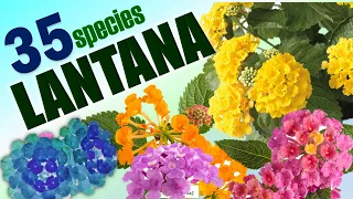 35 LANTANA SPECIES | HERB STORIES