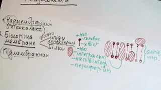 Лекція - Плазмолема (цитолема, клітинна оболонка)