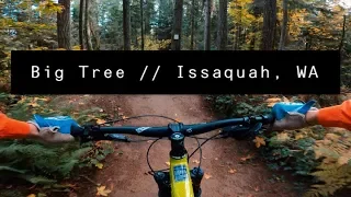 Big Tree // Duthie Hill Mountain Bike Park // Issaquah, WA (GoPro Hero 8)