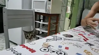 Cat confused on a card trick.