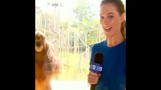 This orangutan knows something  😆😆😆 #funny​ #videos #fun #comedy #clips #animals #monkeys