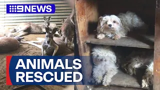 Hundreds of animals rescued from negligent breeders in South Australia | 9 News Australia