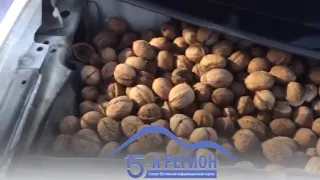 В Беслане белка спрятала под капотом автомобиля несколько килограммов грецких орехов