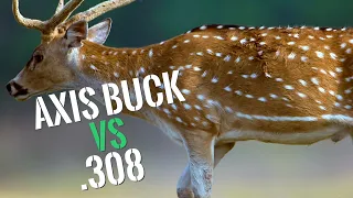 .308 takes down an Axis Deer!