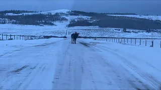 Two Moose In The Road/ Wont Let Me Past.