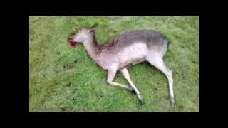 The Sussex DeerStalker Fallow Doe Culled using a .243