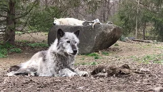 Our Favorite Wolf Howls are Lazy Ones