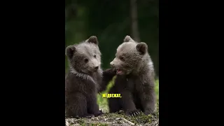 Водитель спас медведицу, теперь её детёныши его ждут! 🐻🥰