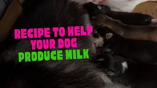 Recipe To Help Your Dog Produce Milk