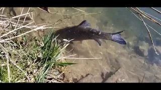 Rechtenstein 24. März 2020 - Fisch in der Donau am Wasserkraftwerk.