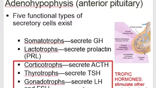 Endocrine Glands- A&P ll- Online Lecture #1