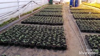 Выращивание рассады томата 2021. Пикировка
