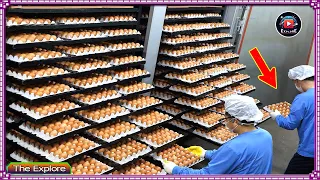 Modern Technological Process Incubates 2.5 Million Chicken Eggs Daily - Broiler Raising Method