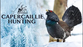 Toppjakt på tjäder och orre i Sverige 2020 | Capercaillie and Black Grouse Snow Stalking In Sweden
