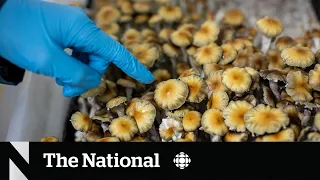 What’s behind the push for more magic mushrooms research