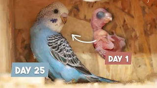 From Hatchling to Adult: Budgie Growth Stages