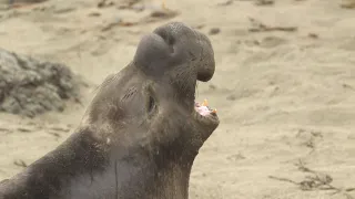 Elephant seals bicker on the beach at Piedras Blancas