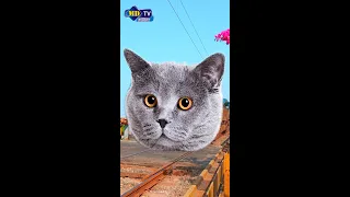 cat funny train video | cat with funny face breed | cat face train | trai #shorts