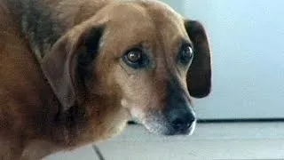 Heartbroken dog waits in vain for its dead owner in Russia