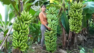 Harvest Big Bunch Of Bananas Go To Countryside Market Sell, Buy Ducklings To Raise, Free Bushcraft