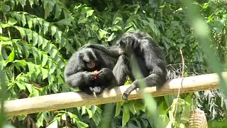 This mom enjoys spending time with her siamang children