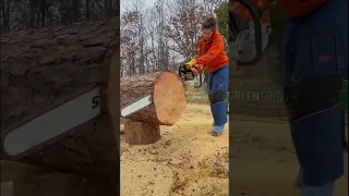 STIHL MS 881 World’s LARGEST Chainsaw #shorts #countrylife #homestead #woodworking #stihl #chainsaw