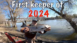 Sacramento River Spring Time Striper Fishing 2024 (Catch N Cook)