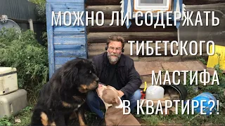 Можно ли содержать тибетского мастифа в городской квартире