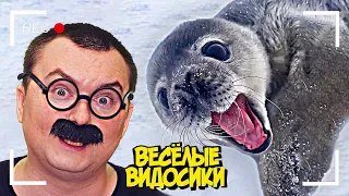 ВЕСЕЛЫЕ ВИДОСИКИ! 8 МИНУТ СМЕХА (6 выпуск)