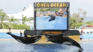 Супер представление Лоро Парк, Тенерифе, апрель 2013 г.  Loro Parque, Tenerife, april 2013.