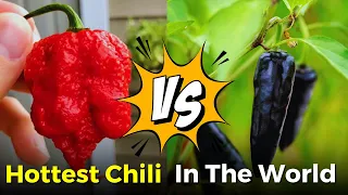 Top 10 Hottest Chili Pepper In The World | Hottest Chili Pepper On Earth | Info A 2 Z