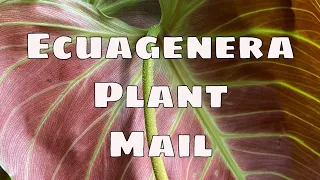 ECUAGENERA Rare Aroid Plant Mail Unboxing Tropical House Plant Haul