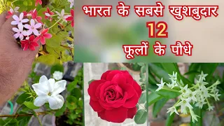 Top 12 fragrant/ Scented/ Aromatic/ Permanent flower plants india, भारत के खुशबुदार फूलों वाले पौधे
