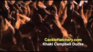 Khaki Campbell Ducks Breed (Breeder Flock) | Cackle Hatchery