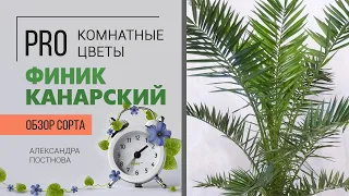 Растение, которое я НЕ люблю, но расскажу об уходе. Финик Канарский - что со мной или с ним не так?