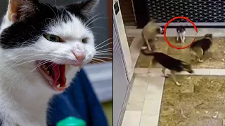 Mama Cat Attacks Dogs That Were Threatening Her Kitten