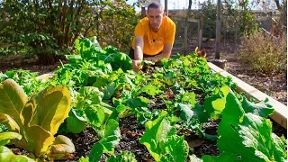 10 Cold Hardy Veggies You can Grow in Your Garden through the Winter