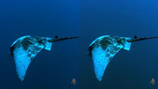 Underwater video of 2014 3D side by side